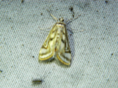 Parapoynx badiusalis