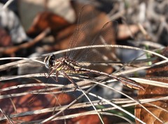 Phanogomphus minutus