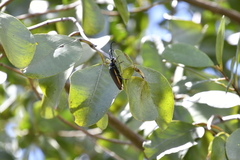 Solenoptera