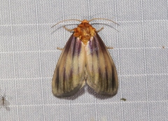 Eulithosia plesioglauca