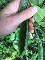 Pittosporum undulatum