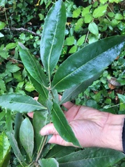 Pittosporum undulatum