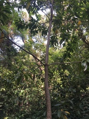 Pittosporum undulatum