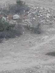 Callipepla californica