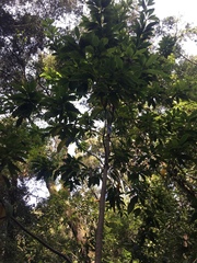 Pittosporum undulatum