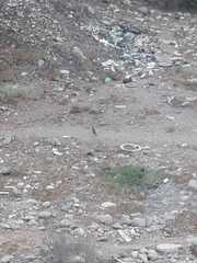 Callipepla californica