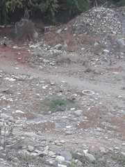 Callipepla californica