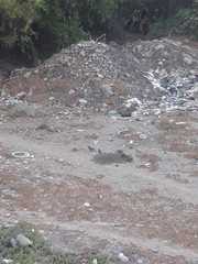 Callipepla californica