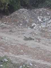 Callipepla californica