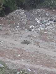 Callipepla californica