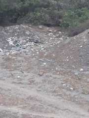 Callipepla californica