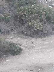 Callipepla californica