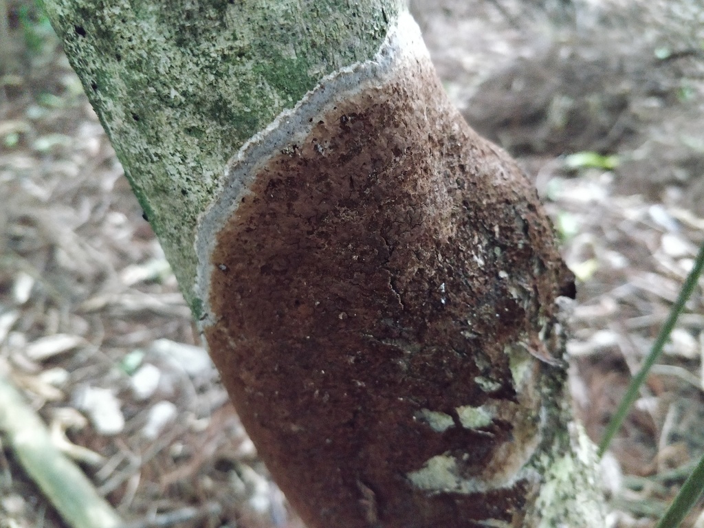 Septobasidium from Patumahoe, New Zealand on March 28, 2021 at 0239 PM