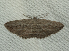 Scioglyptis loxographa