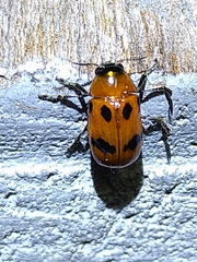 Physosmaragdina nigrifrons