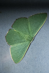 Prasinocyma semicrocea