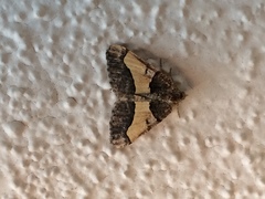 Frederickia hypaethrata