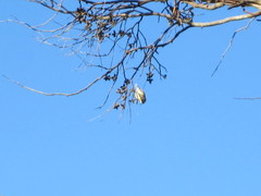 Acanthiza chrysorrhoa