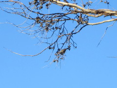 Acanthiza chrysorrhoa