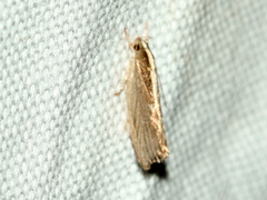 Archaereta dorsivittella