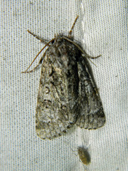 Acronicta impressa