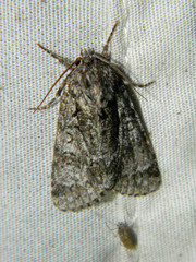 Acronicta impressa