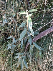 Olearia megalophylla