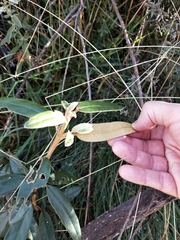 Olearia megalophylla