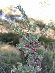 Grevillea lanigera