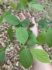 Styracaceae
