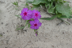 Phlox drummondii