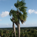 Swollen Silver Thatch Palm - Photo (c) Scott Zona, some rights reserved (CC BY-NC)