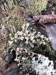 Cladonia botrytes