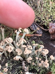 Cladonia botrytes