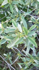 Frangula californica tomentella