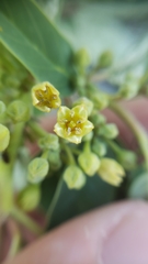 Frangula californica tomentella