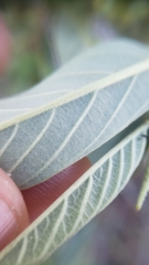 Frangula californica tomentella