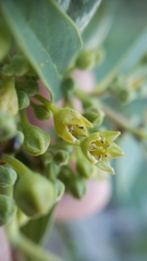 Frangula californica tomentella