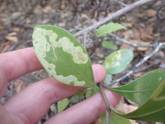 Corythoxestis zorionella