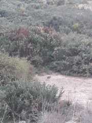 Oryctolagus cuniculus