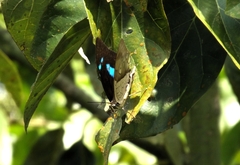 Archaeoprepona amphimachus