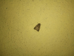 Noctuidae
