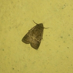 Noctuidae
