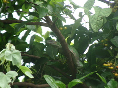 Iguanidae