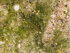 Amphipoda