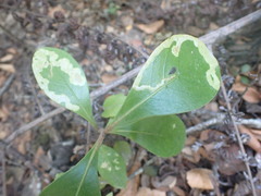 Corythoxestis zorionella