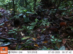 Sciurus granatensis