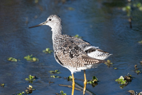 Archibebe patigualdo grande (Tringa melanoleuca)
