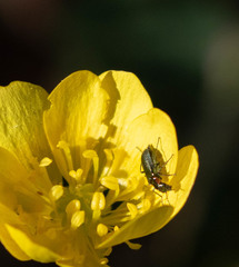 Malachius mixtus