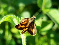 Taractrocera nigrolimbata